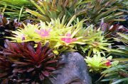 Hawaii - Gardens