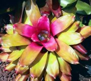 Hawaii - Gardens