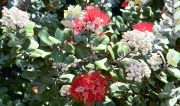 Hawaii - Gardens Ohia Lehua Blossom