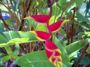 Hawaii - Gardens Haleconia