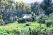 Hawaii - Horse Ranch