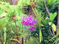 Hawaii - Gardens