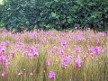 Hawaii - Gardens