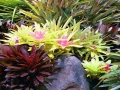 Hawaii - Gardens