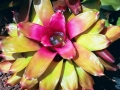 Hawaii - Gardens