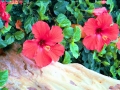 Hawaii - Gardens Kokio Ula (Red Hibiscus)