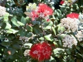 Hawaii - Gardens Ohia Lehua Blossom