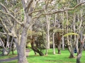 Hawaii - Gardens