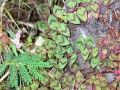 Hawaii - Gardens