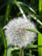 Maine - Bath Dandelion