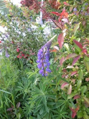 Maine - Boothbay Harbor Plants
