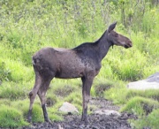 Maine - Shirley Bog Moose