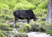 Maine - Shirley Bog Moose