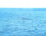 Maine - Whale Watching