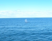 Maine - Whale Watching