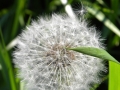 Maine - Bath Dandelion