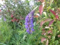 Maine - Boothbay Harbor Plants