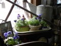 Maine - Orland Not Just Flowers