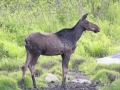 Maine - Shirley Bog Moose