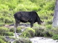 Maine - Shirley Bog Moose