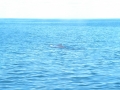 Maine - Whale Watching