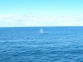 Maine - Whale Watching