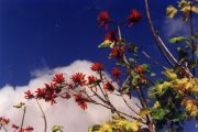 Missions Cuba - Red Flowers-blue-sky