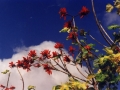 Missions Cuba - Red Flowers-blue-sky