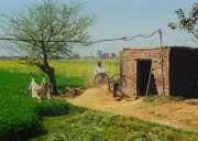 Missions India - Food For Water Buffalo