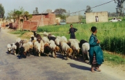 Missions India - Goat Herders