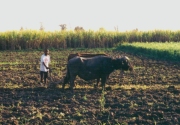 Missions India - Plowing the Fields