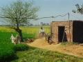 Missions India - Food For Water Buffalo