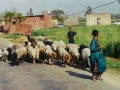 Missions India - Goat Herders