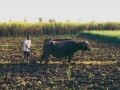 Missions India - Plowing the Fields