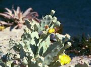 Missions Peru - Cactus