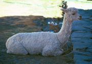 Missions Peru - Alpaca