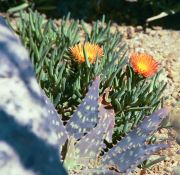 Missions Peru - Succulents