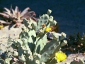 Missions Peru - Cactus