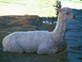 Missions Peru - Alpaca