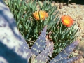 Missions Peru - Succulents