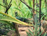 Missions Uganda - Lizard