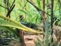 Missions Uganda - Lizard