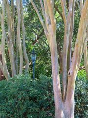 Natchez, MS - Crepe Myrtle
