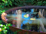 Koi Pond