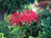 Red Flowers