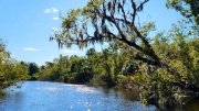 Swamp Tour