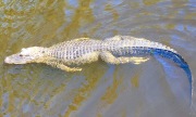Swamp Tour Alligator