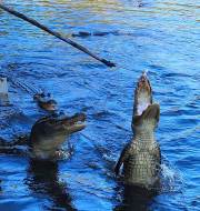 Swamp Tour Alligator