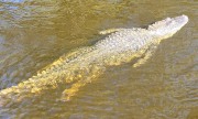 Swamp Tour Alligator