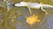 Swamp Tour Alligator and Soft Shell Turtle